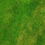 Garden Lawn