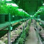 dispensary