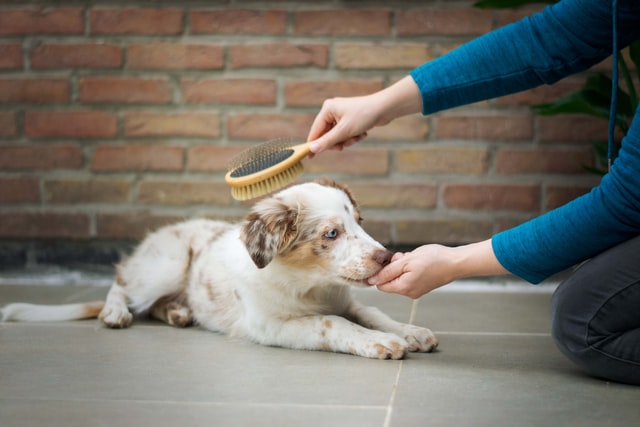maintain house hygiene with pets