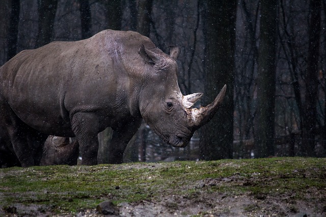 rhino horns