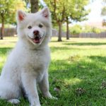 Pet Training Hacks